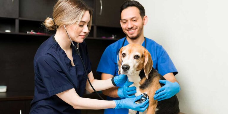 Situations That Require Visiting a Pet Emergency Care Centre in East Tampa